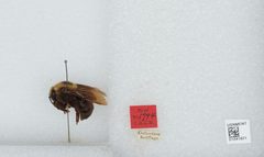 Bombus (Psithyrus) variabilis by the Smithsonian. Used under a CC0 license.