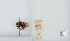 Bombus (Psithyrus) variabilis by the Smithsonian. Used under a CC0 license.