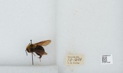 Bombus (Psithyrus) variabilis by the Smithsonian. Used under a CC0 license.