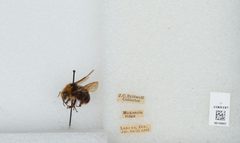 Bombus (Pyrobombus) vosnesenskii by the Smithsonian. Used under a CC0 license.