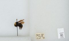 Bombus (Pyrobombus) vosnesenskii by the Smithsonian. Used under a CC0 license.