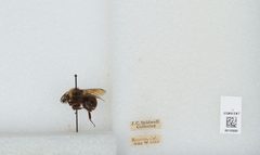 Bombus (Pyrobombus) vosnesenskii by the Smithsonian. Used under a CC0 license.