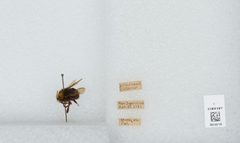 Bombus (Pyrobombus) vosnesenskii by the Smithsonian. Used under a CC0 license.