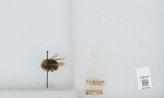Bombus (Pyrobombus) vosnesenskii by the Smithsonian. Used under a CC0 license.