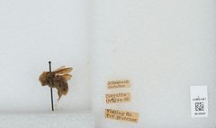 Bombus (Pyrobombus) vosnesenskii by the Smithsonian. Used under a CC0 license.