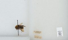 Bombus (Pyrobombus) vosnesenskii by the Smithsonian. Used under a CC0 license.
