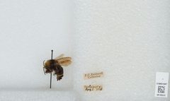 Bombus (Pyrobombus) vosnesenskii by the Smithsonian. Used under a CC0 license.