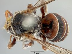 Brachynomada subminiata by the Smithsonian. Used under a CC0 license.