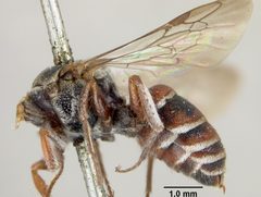 Brachynomada subminiata by the Smithsonian. Used under a CC0 license.