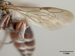 Brachynomada subminiata by the Smithsonian. Used under a CC0 license.