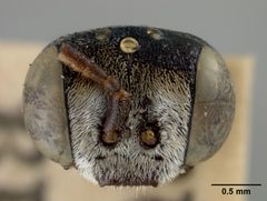 Brachynomada subminiata by the Smithsonian. Used under a CC0 license.