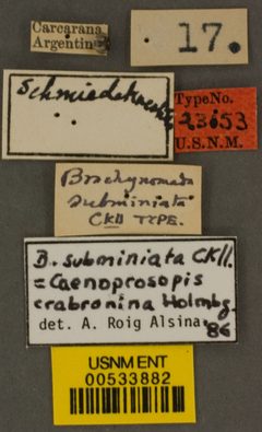 Brachynomada subminiata by the Smithsonian. Used under a CC0 license.