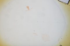Cemolobus ipomoeae by the Smithsonian. Used under a CC0 license.