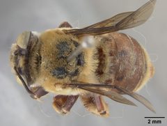 Centris inermis gualanensis by the Smithsonian. Used under a CC0 license.