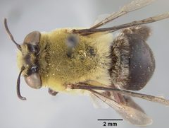 Centris nitida geminata by the Smithsonian. Used under a CC0 license.
