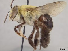 Centris nitida geminata by the Smithsonian. Used under a CC0 license.