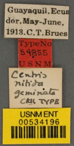 Centris nitida geminata by the Smithsonian. Used under a CC0 license.