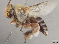 Centris rhodopus var. pulchrior by the Smithsonian. Used under a CC0 license.
