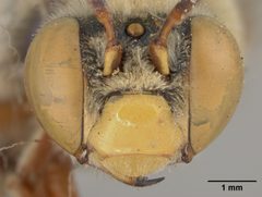 Centris rhodopus var. pulchrior by the Smithsonian. Used under a CC0 license.