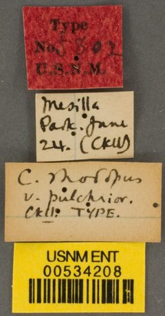 Centris rhodopus var. pulchrior by the Smithsonian. Used under a CC0 license.
