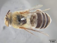 Centris rhodopus var. pulchrior by the Smithsonian. Used under a CC0 license.