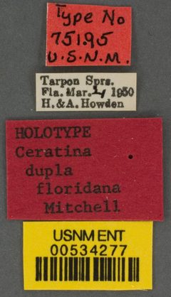 Ceratina dupla floridana by the Smithsonian. Used under a CC0 license.