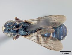 Ceratina dupla floridana by the Smithsonian. Used under a CC0 license.