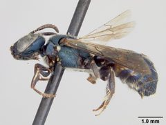 Ceratina dupla floridana by the Smithsonian. Used under a CC0 license.