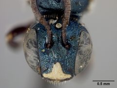 Ceratina dupla floridana by the Smithsonian. Used under a CC0 license.