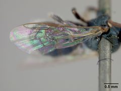Ceratina nanula by the Smithsonian. Used under a CC0 license.