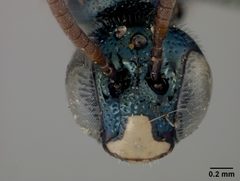 Ceratina nanula by the Smithsonian. Used under a CC0 license.
