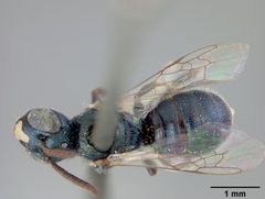 Ceratina nanula by the Smithsonian. Used under a CC0 license.