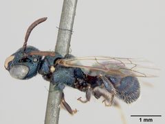Ceratina nanula by the Smithsonian. Used under a CC0 license.