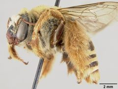 Diadasia australis knabiana by the Smithsonian. Used under a CC0 license.