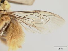 Diadasia australis knabiana by the Smithsonian. Used under a CC0 license.