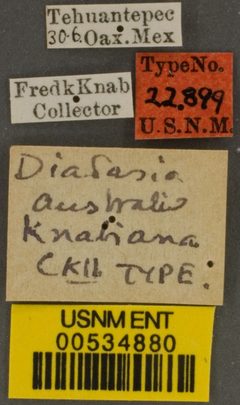 Diadasia australis knabiana by the Smithsonian. Used under a CC0 license.