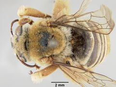 Diadasia australis knabiana by the Smithsonian. Used under a CC0 license.