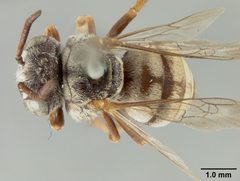 Epeolus barberiellus by the Smithsonian. Used under a CC0 license.
