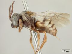 Epeolus barberiellus by the Smithsonian. Used under a CC0 license.