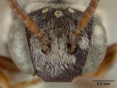 Epeolus barberiellus by the Smithsonian. Used under a CC0 license.