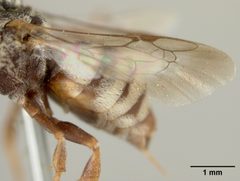 Epeolus barberiellus by the Smithsonian. Used under a CC0 license.