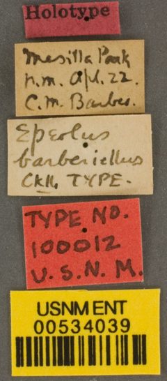 Epeolus barberiellus by the Smithsonian. Used under a CC0 license.