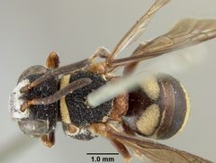 Epeolus bifasciatus obscuripes by the Smithsonian. Used under a CC0 license.