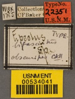Epeolus bifasciatus obscuripes by the Smithsonian. Used under a CC0 license.