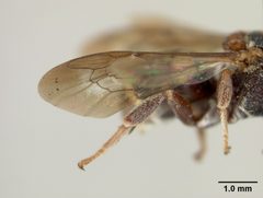Epeolus bifasciatus obscuripes by the Smithsonian. Used under a CC0 license.