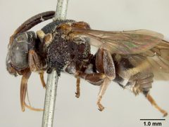 Epeolus bifasciatus obscuripes by the Smithsonian. Used under a CC0 license.