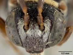 Epeolus bifasciatus obscuripes by the Smithsonian. Used under a CC0 license.