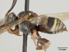 Epeolus carolinus by the Smithsonian. Used under a CC0 license.