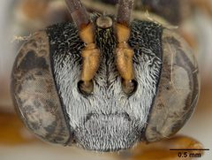 Epeolus carolinus by the Smithsonian. Used under a CC0 license.
