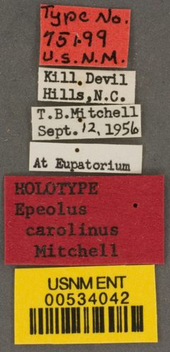 Epeolus carolinus by the Smithsonian. Used under a CC0 license.